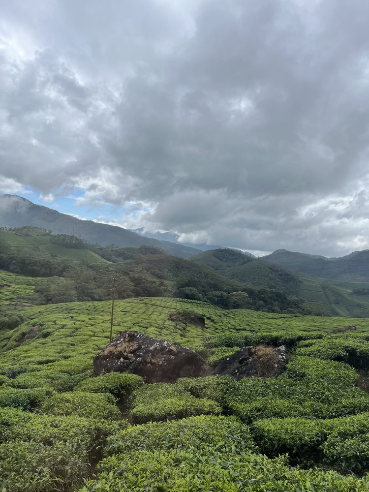 Munnar, India. 2024