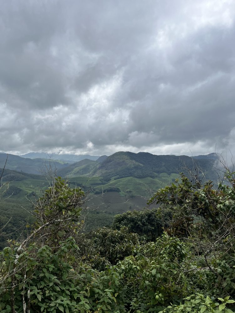 Munnar, India. 2024