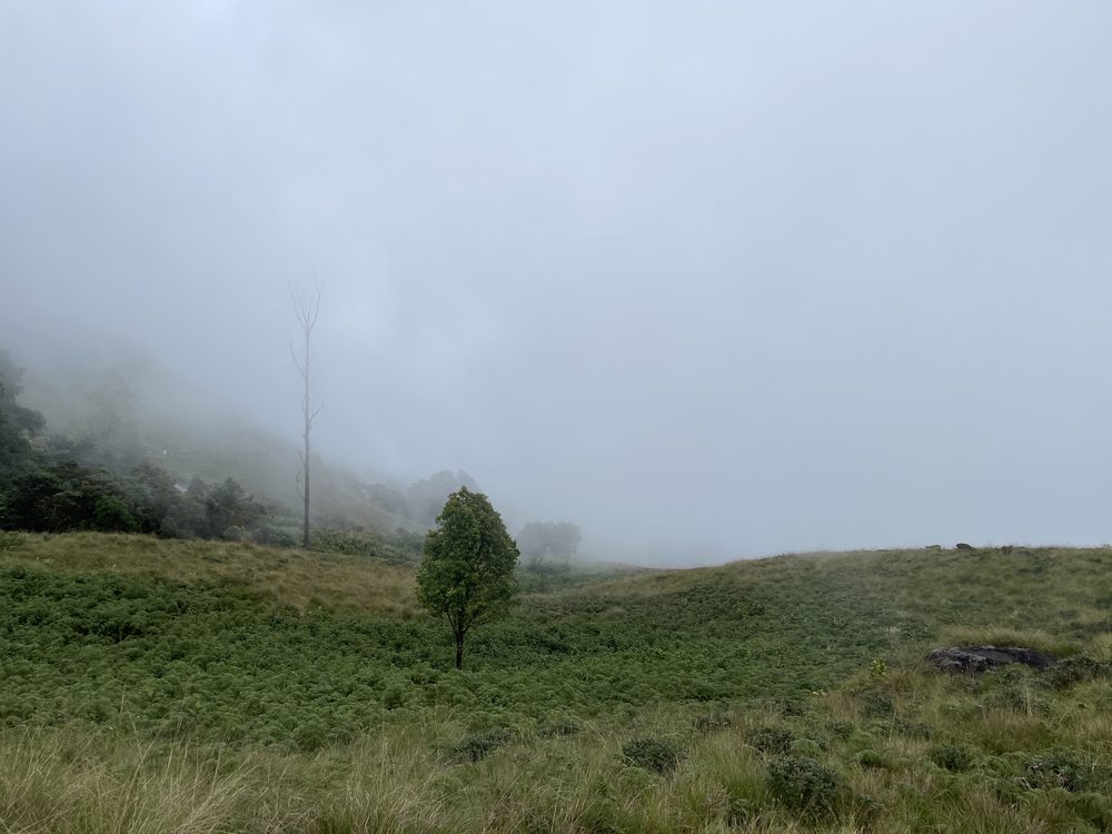 Munnar, India. 2024