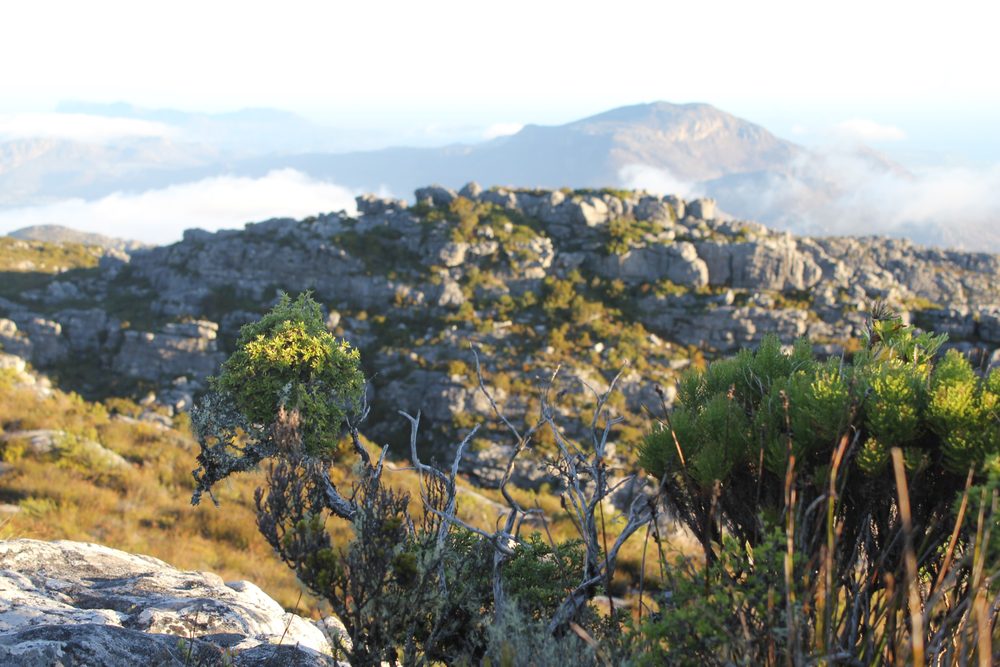 Cape Town, South Africa. 2015